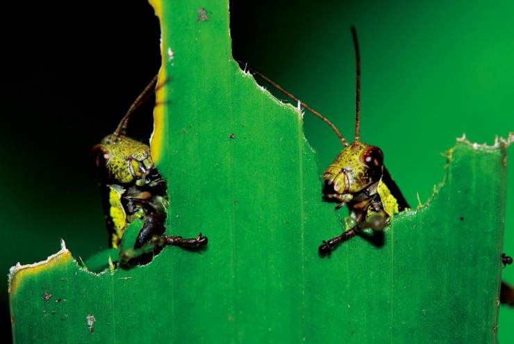 蝗虫啃食植物,依靠的是咀嚼式口器.