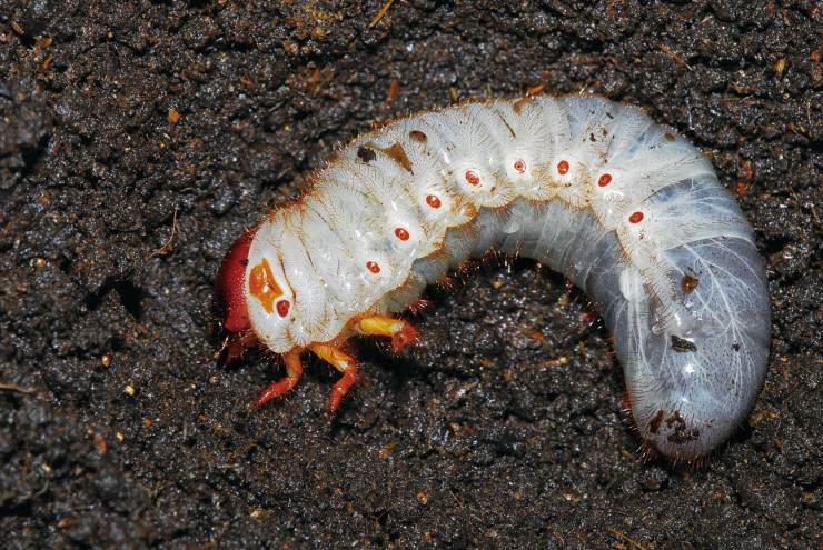 独角仙的幼虫就像埋在地下的白色肉虫子.