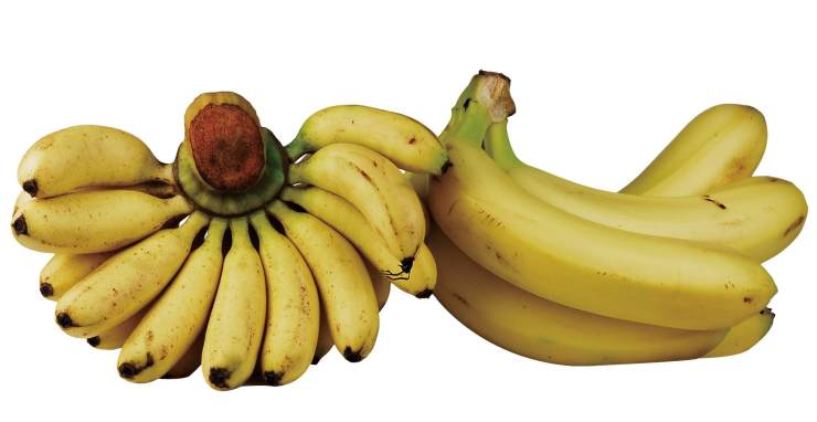 水果市场上的芝麻蕉(左)和普通香蕉(右)