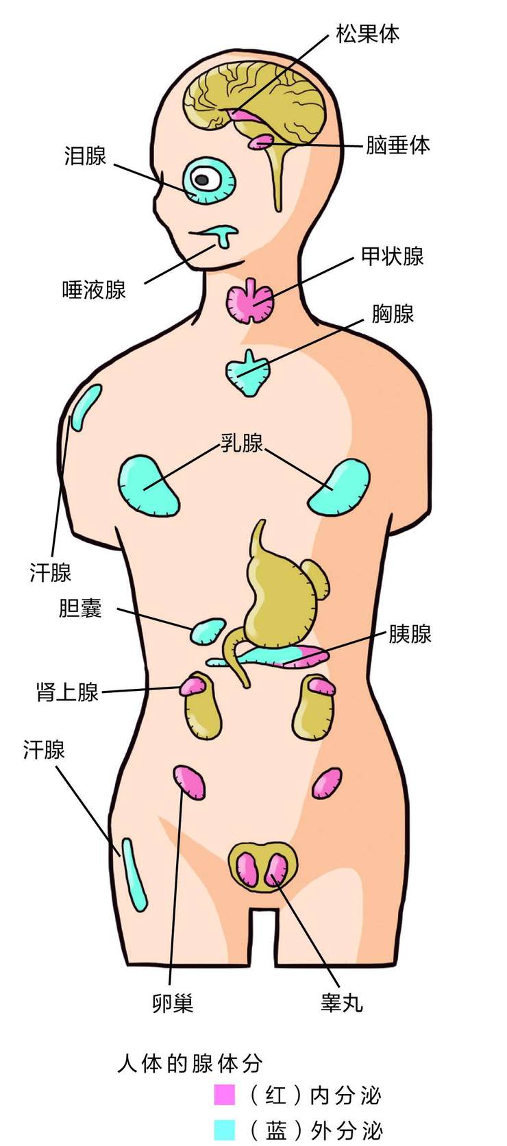 腺体用分泌调节身体 中国国家地理网