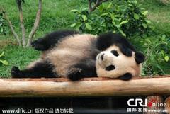 中央赠澳门大熊猫“心心”肾衰竭死亡