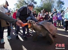 悉尼動(dòng)物園166公斤象陸龜稱重 四大漢抬其上工業(yè)秤