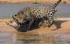 动物闪电战：巴西美洲豹突然出水猎杀岸上鳄鱼