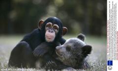 国际友谊日：动物跨物种的奇妙友情