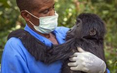 走进刚果大猩猩医生：灭绝边缘抢救濒危物种
