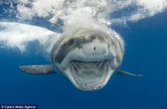 摄影师无防护近距离拍摄大白鲨 展现惊悚瞬间