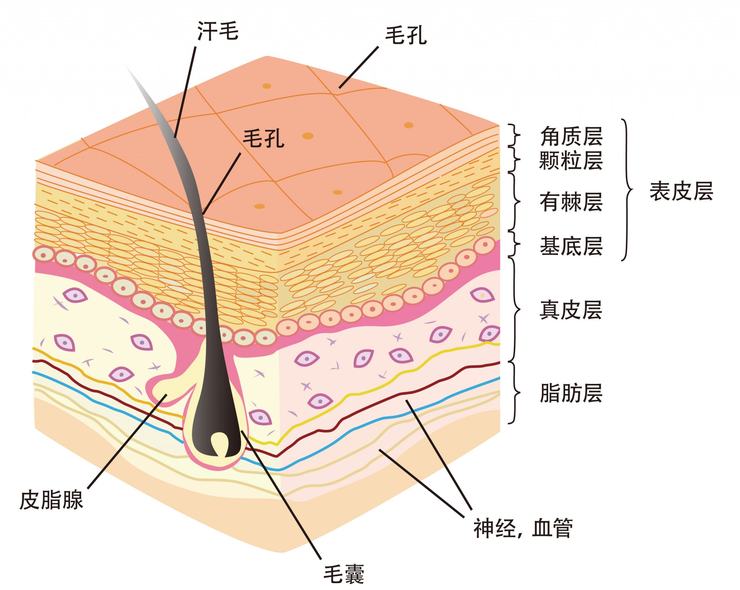 疖子图片