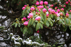 流云飞入百花王——2014年峨眉杜鹃考察随记