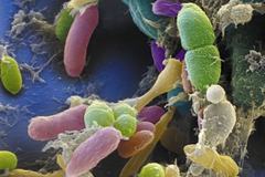 《自然》撰文探究微生物群落研究未来走势 