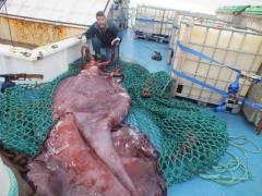 南极洲捕获巨型乌贼解剖 重350公斤有3颗心脏