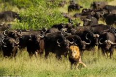 南非孤独受伤雄狮被大群水牛踩踏致死