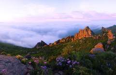 海拔2280米高山頂上的野菊花