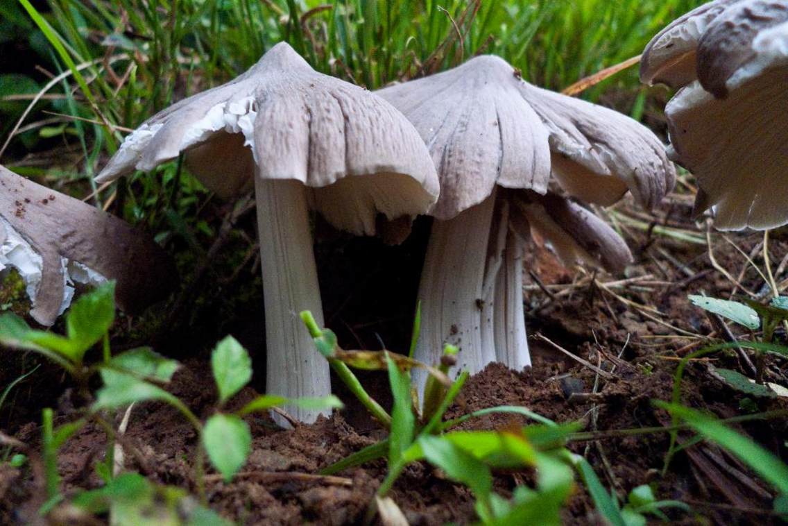 易门县野生菌鸡枞菌东经：102.144012北纬：24.668234海拔：1050米最佳拍摄季节：每年7、8、9月份野生菌节期间最佳拍摄时间：上午9:00-下午16:00点