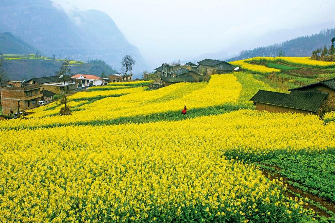 永善县大同油菜花