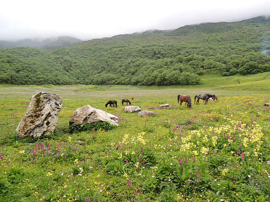 茂县九鼎山太子岭高山草甸