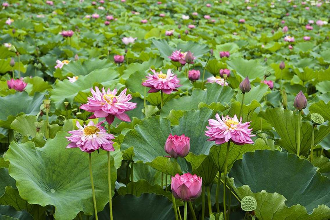 “接天莲叶无穷碧，映日荷花别样红”，连日来，四川省南充市南部县万亩荷塘荷花盛开争奇斗妍，吸引着众多游客徜徉在荷塘间，欣赏着美丽的荷花。