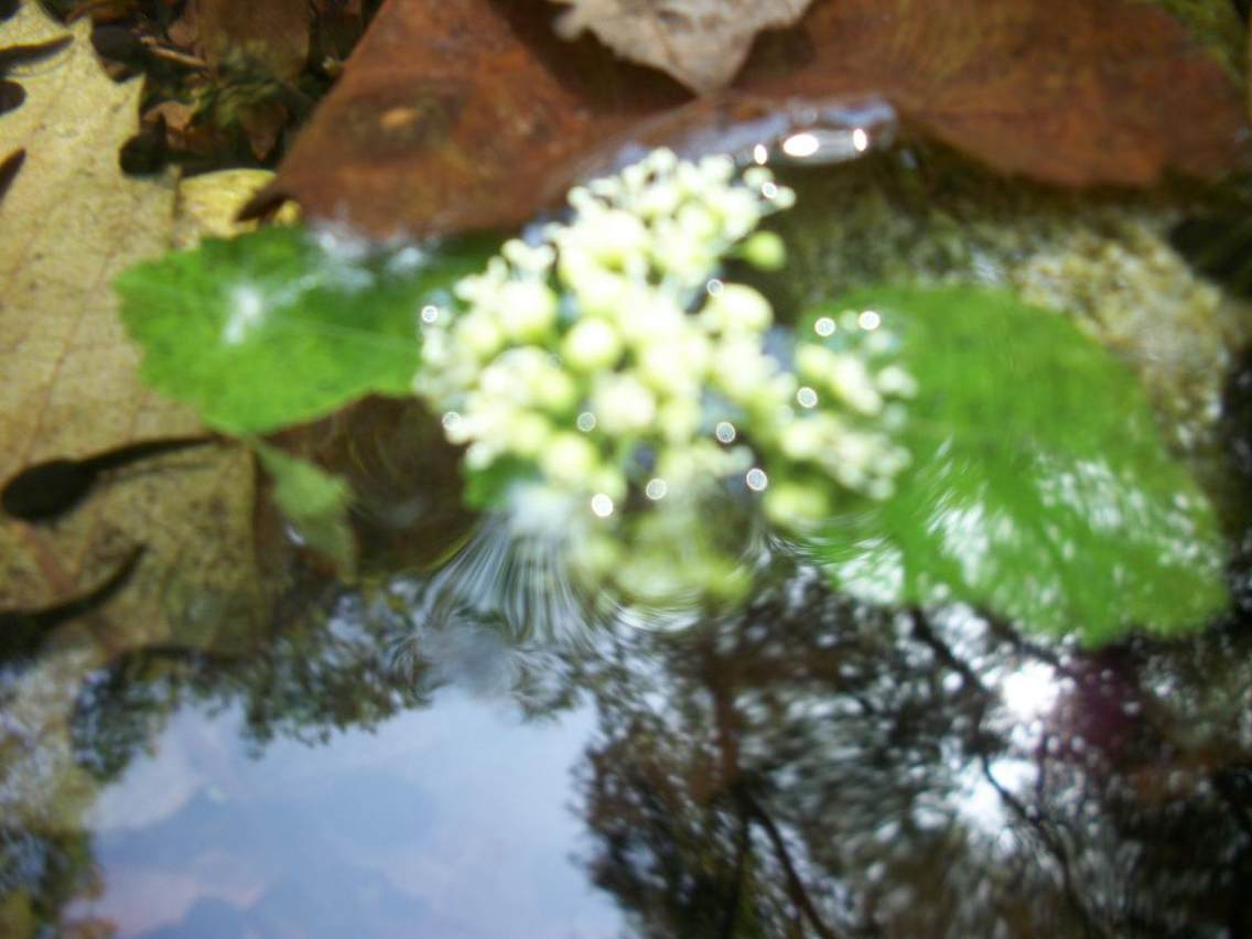 秦岭黑龙潭，水流清澈，落花入水，蝌蚪沉睡，一派静谧清幽的天光云影