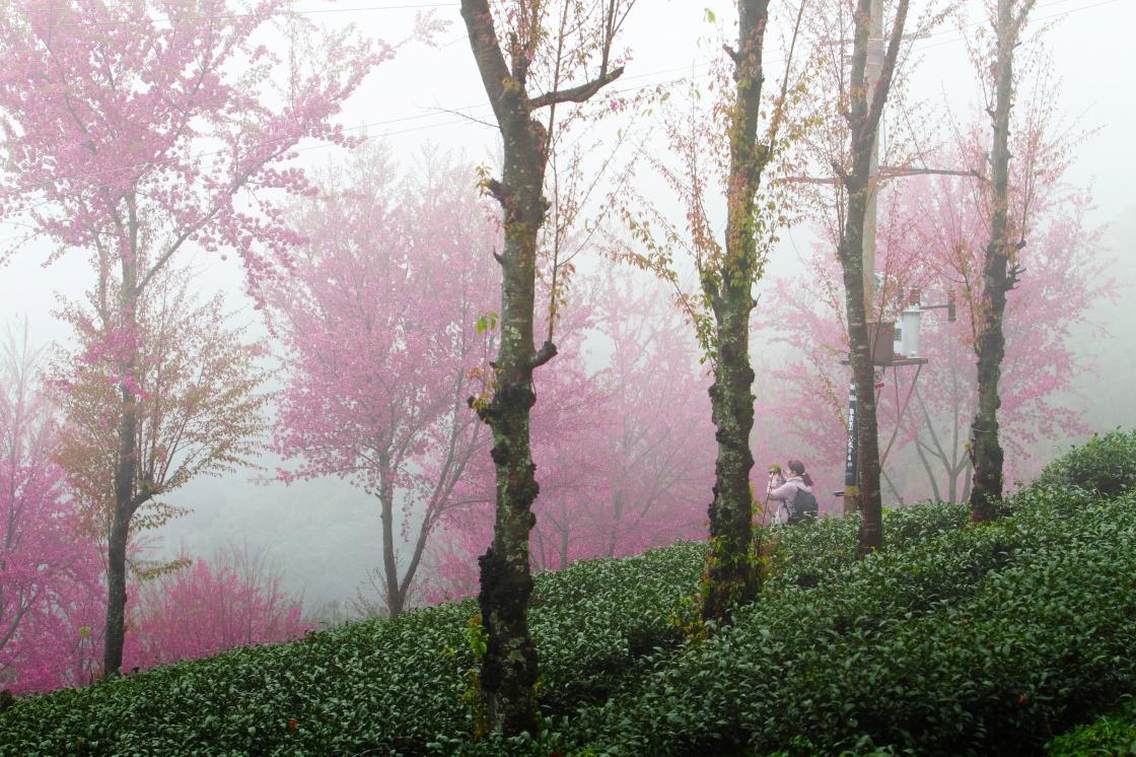 云南省大理州南涧县无量山樱花谷