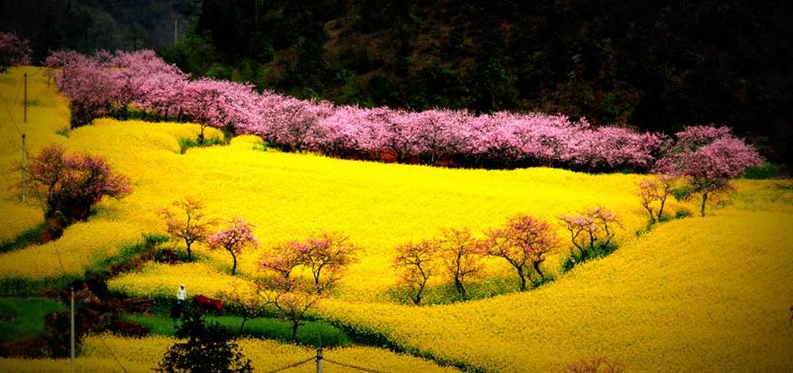 云南省罗平县油菜花海