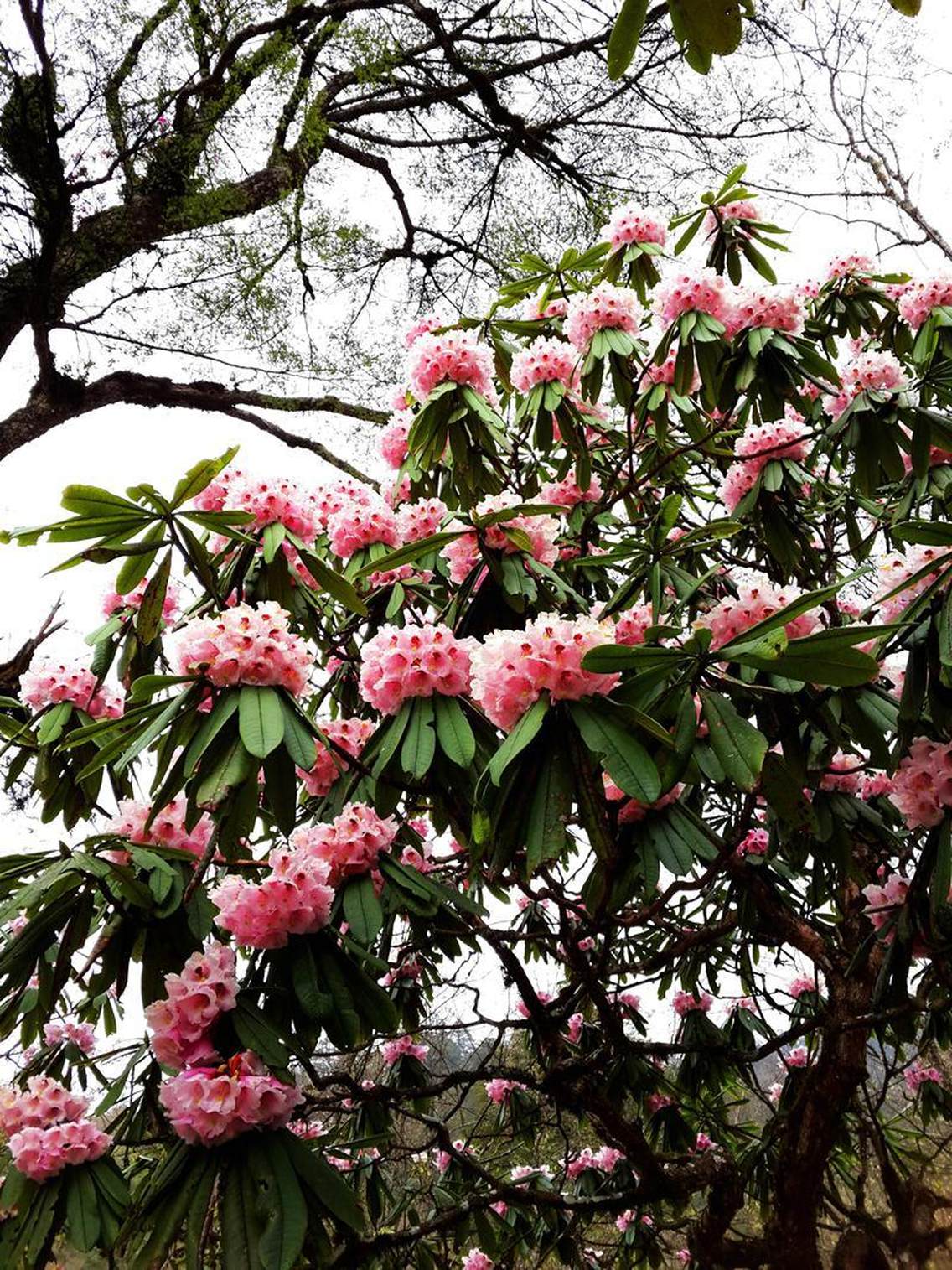 喇叭河杜鹃花的世界