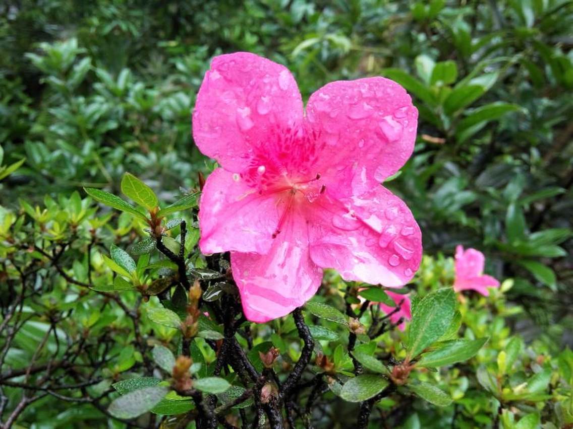 雨中傲然独立。。。