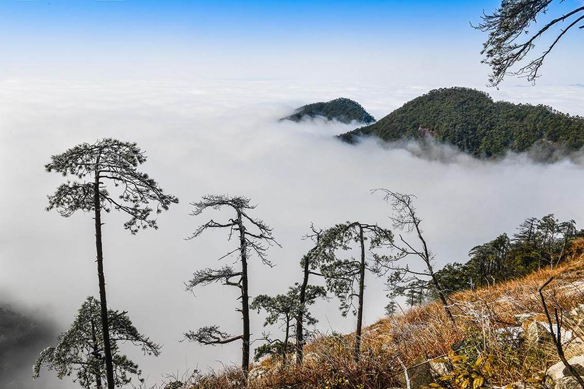 《九仙奇松》。福建省将乐县的九仙山，是一处最美观景拍摄点。九仙山，山高林密，山形奇特，常年云飘雾绕，风景怡人。只因尚未被开发，路途遥远，因此来此拍摄的人并不多。