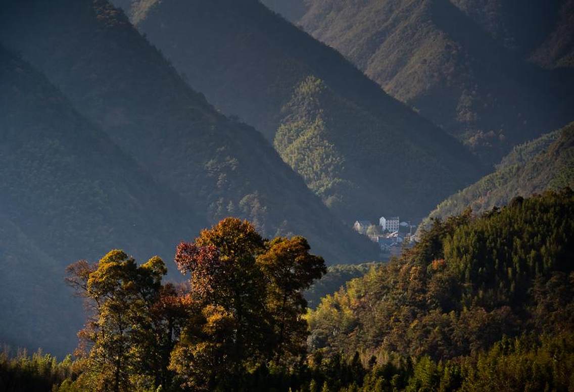指南村，位于临安东天目山麓，太湖源头的南苕溪之滨。村子不大，背靠山坡，沿路而建。秋高气爽，指南村可能是这个时节最美的江南村落，村里弯曲的山路，低缓的山坡。村中一潭清池，池中鸭鹅共舞。村子就巧妙的依山叠层而建。村里有近300株树龄200年以上的古树，还有8株树龄800-1000年的古枫树！树叶色彩丰富，红、黄、绿完美搭配。那红色的枫树叶随意的飘落在村子的每一个角落。