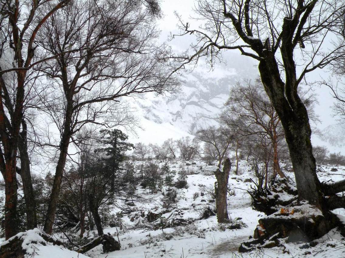 山上的雪下得越发大了，天地几乎成了一体，分不出地之界天之涯。先前还依稀可辩前人的脚印，现在已经被茫茫大雪覆盖，没有任何足迹。远眺神女峰与五指峰，依旧掩隐在大雪迷雾中不肯出来，我们终究是无缘再见了。