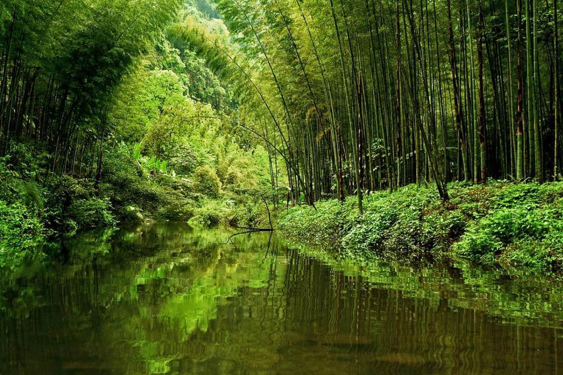 赤水竹海国家森林公园