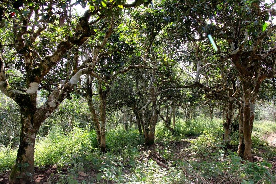 贺开古茶山拉祜文化旅游区位于西双版纳州勐海县勐混镇贺开村，西邻勐混曼蚌村委会、北接勐混坝子、南接老班章、东临格朗和乡，距勐海县城20公里，距景洪嘎洒机场约50公里，距昆曼大通道70公里左右，距湄公河国际航道50公里左右。贺开古茶山海拔1400—1750米之间，茶山区域植被较丰富，自然生态环境良好。古茶园集中连片，树龄达200—1400多年的栽培型古茶树有16200多亩，数量达200多万株，是目前世界上已发现的连片面积最大、密度最高、保护得最好的古茶园，形成一幅“万亩古茶园、千年古茶树、百岁采茶人”的美丽画卷。