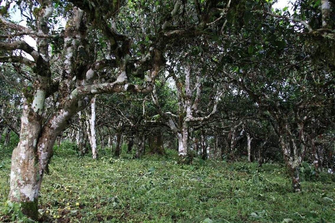 贺开古茶山拉祜文化旅游区位于西双版纳州勐海县勐混镇贺开村，西邻勐混曼蚌村委会、北接勐混坝子、南接老班章、东临格朗和乡，距勐海县城20公里，距景洪嘎洒机场约50公里，距昆曼大通道70公里左右，距湄公河国际航道50公里左右。贺开古茶山海拔1400—1750米之间，茶山区域植被较丰富，自然生态环境良好。古茶园集中连片，树龄达200—1400多年的栽培型古茶树有16200多亩，数量达200多万株，是目前世界上已发现的连片面积最大、密度最高、保护得最好的古茶园，形成一幅“万亩古茶园、千年古茶树、百岁采茶人”的美丽画卷。贺开古茶山被国家农业部评为2014年中国美丽田园。