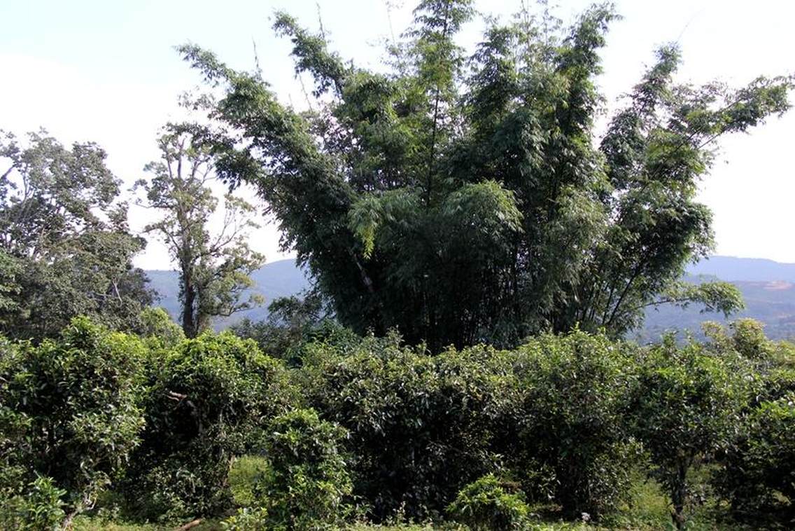 贺开古茶山拉祜文化旅游区位于西双版纳州勐海县勐混镇贺开村，西邻勐混曼蚌村委会、北接勐混坝子、南接老班章、东临格朗和乡，距勐海县城20公里，距景洪嘎洒机场约50公里，距昆曼大通道70公里左右，距湄公河国际航道50公里左右。贺开古茶山海拔1400—1750米之间，茶山区域植被较丰富，自然生态环境良好。古茶园集中连片，树龄达200—1400多年的栽培型古茶树有16200多亩，数量达200多万株，是目前世界上已发现的连片面积最大、密度最高、保护得最好的古茶园，形成一幅“万亩古茶园、千年古茶树、百岁采茶人”的美丽画卷。贺开古茶山被国家农业部评为2014年中国美丽田园。