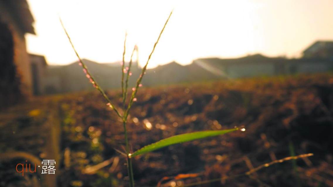 晚秋，早晨阳光初照收获之后的田野。田野，晨露，阳光写出自然与朴素。