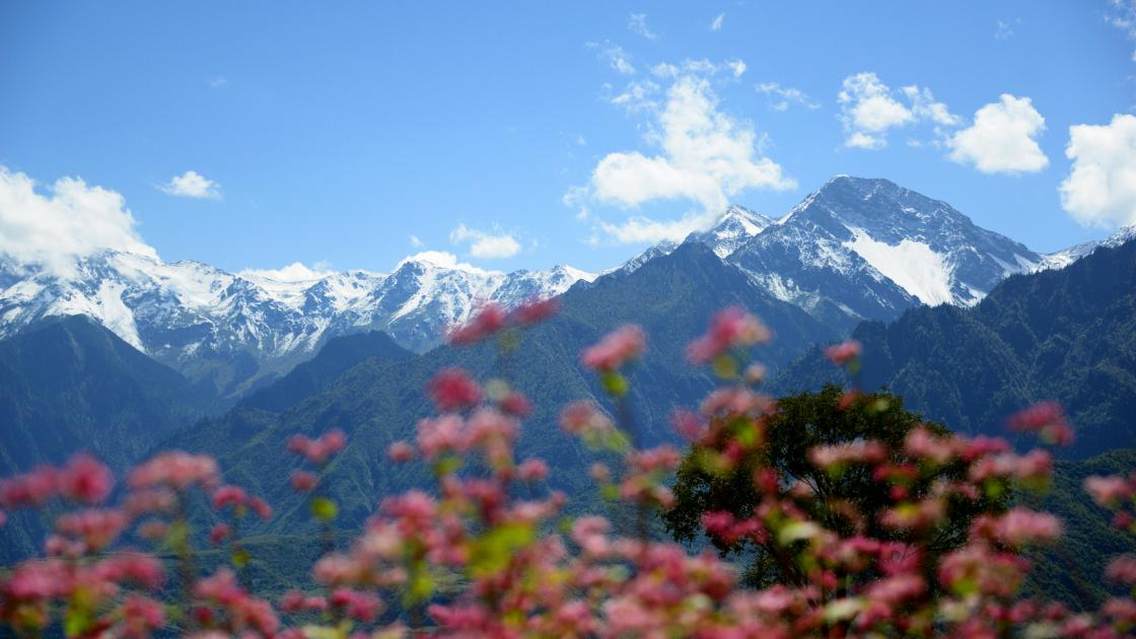 舟曲县大峪乡，从溪岭村远眺秋日的羊布梁，面前是漫山遍野的荞麦花。