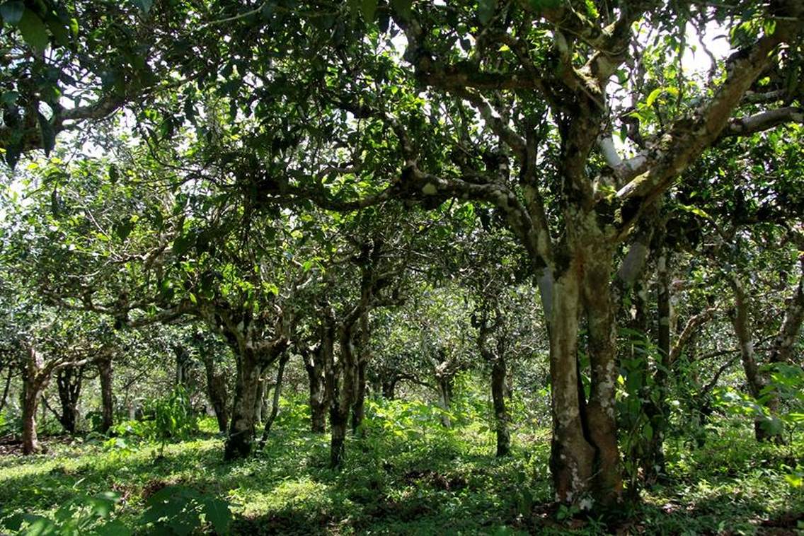 贺开古茶山拉祜文化旅游区位于西双版纳州勐海县勐混镇贺开村，西邻勐混曼蚌村委会、北接勐混坝子、南接老班章、东临格朗和乡，距勐海县城20公里，距景洪嘎洒机场约50公里，距昆曼大通道70公里左右，距湄公河国际航道50公里左右。贺开古茶山海拔1400—1750米之间，茶山区域植被较丰富，自然生态环境良好。古茶园集中连片，树龄达200—1400多年的栽培型古茶树有16200多亩，数量达200多万株，是目前世界上已发现的连片面积最大、密度最高、保护得最好的古茶园，形成一幅“万亩古茶园、千年古茶树、百岁采茶人”的美丽画卷。