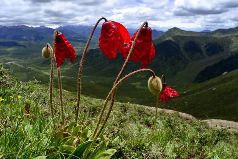 红花绿绒蒿(meconopsis punicea),开花期6-9月,生于海拔3000-4300米的