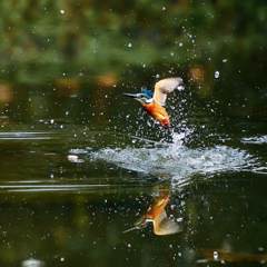 翠鳥捕魚瞬間