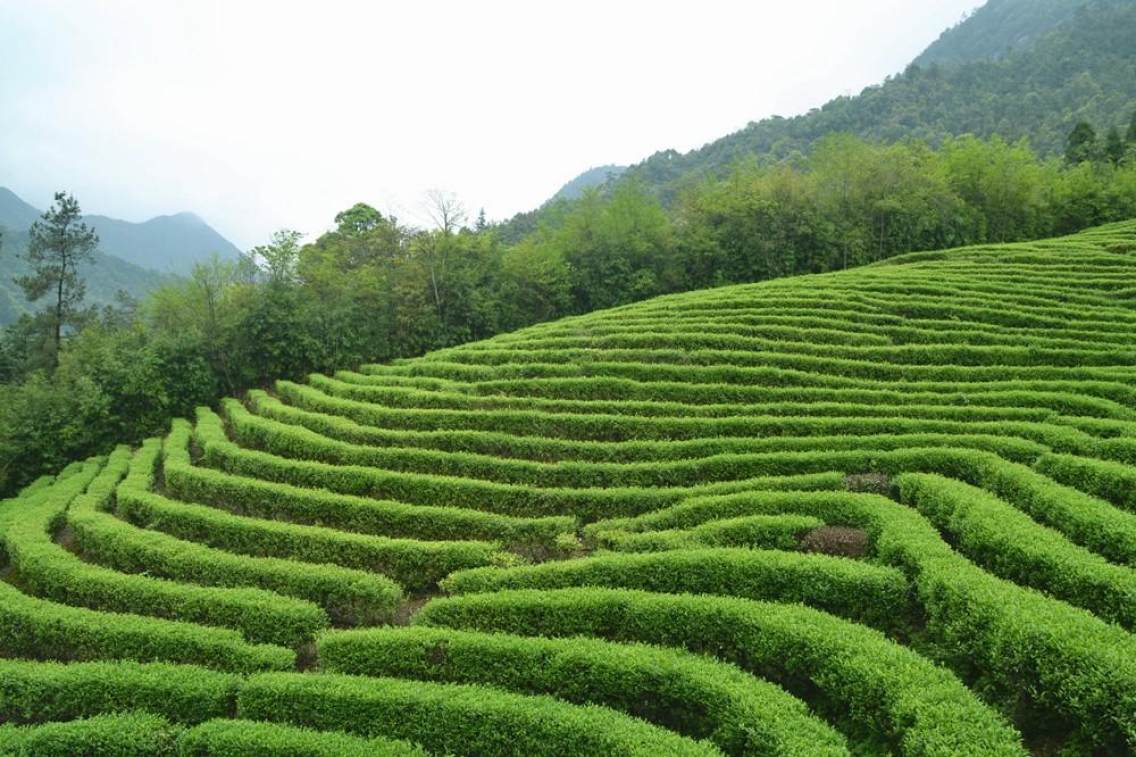 贺州市姑婆山景区方家茶园，每年的春茶做出来的茶叶是上好的乌龙茶！