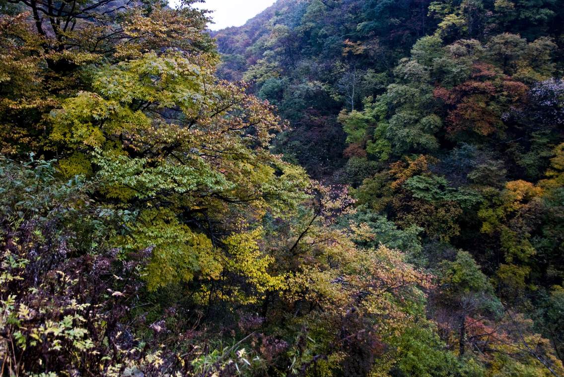 摄于四川南江县米仓山。2009年10月，米仓山绚丽多彩的秋色。