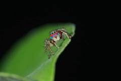 印度发现8个蜘蛛新物种：鬼面蛛举网捕猎
