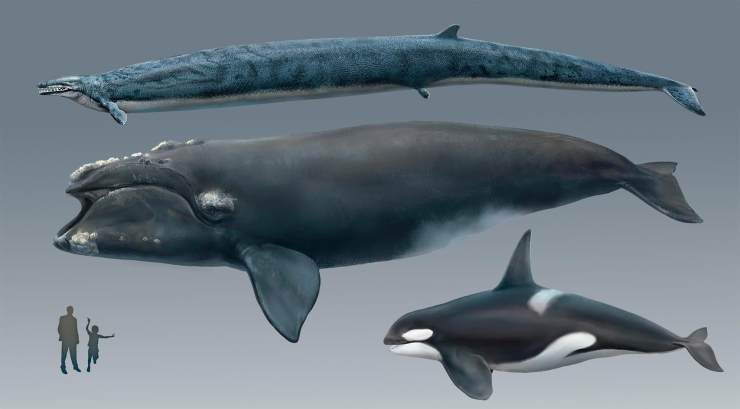 原始的苗条鲸鱼