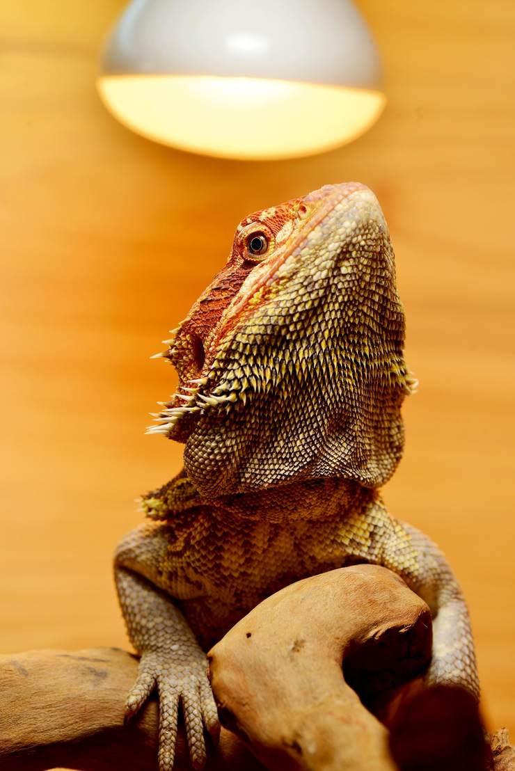 鬃狮蜥