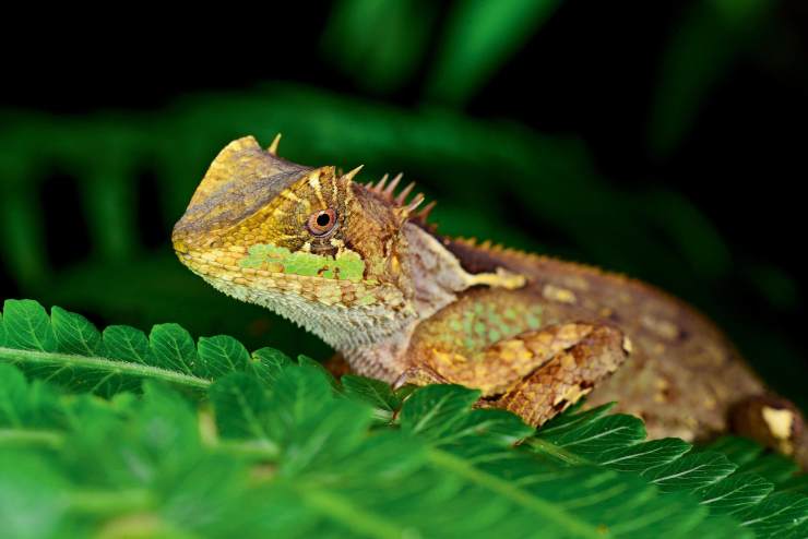 在雨林里偶然看到这只不知名的蜥蜴,它并不怕人,眼睛还会随着镜头转动