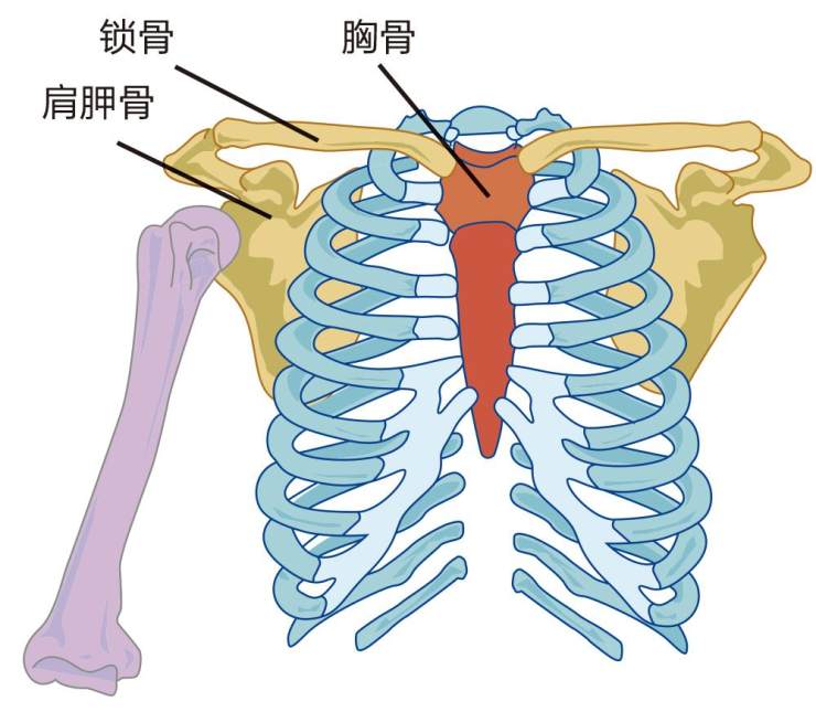 它一端连接胸骨,一端连接肩胛骨,形状类似一个被拉长了的"s".