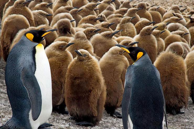 体型仅次于帝企鹅的南极第二大企鹅—王企鹅,雏鸟长得活像一群"猕猴桃