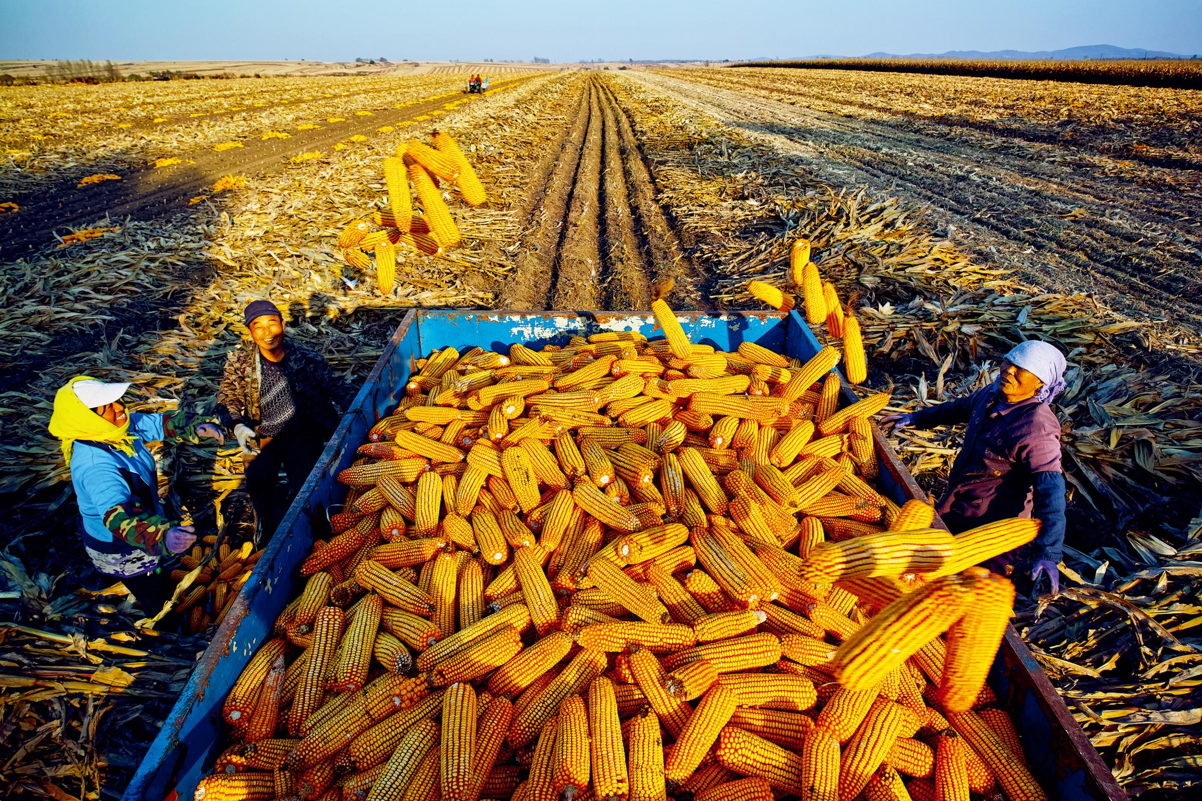 玉米供需持续改善 价格逐步回归
