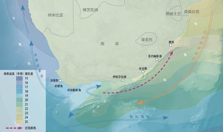 沙丁鱼喜好冷水,海水温度的变化是它们迁徙的主要原因