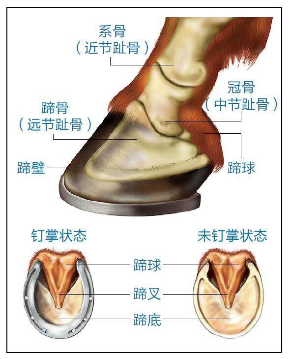 马蹄:奔跑的一指禅