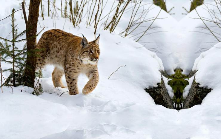 猞猁 林海雪原任我行