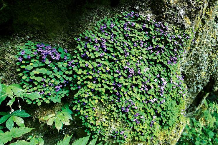 苦苣苔植物广西之花藏深闺 中国国家地理网